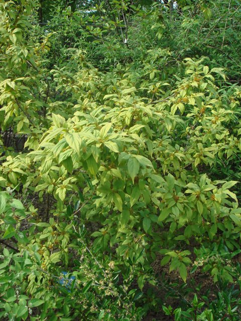 Euonymus sp. P1D (2)